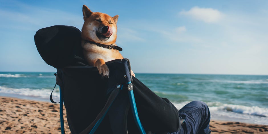purina-brand-5-consejos-para-vacaciones-con-perros.jpg
