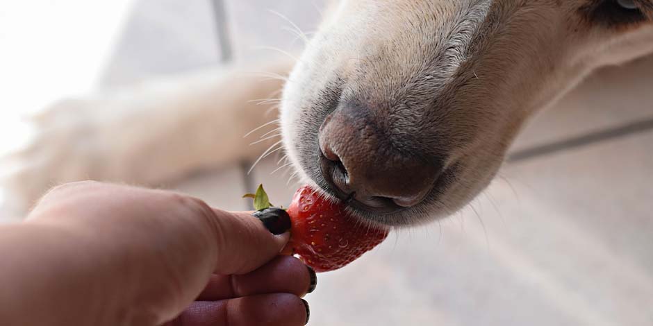 Perro comiendo una fruta de manos de su dueño Perro labrador comiendo una fruta de manos de su dueño