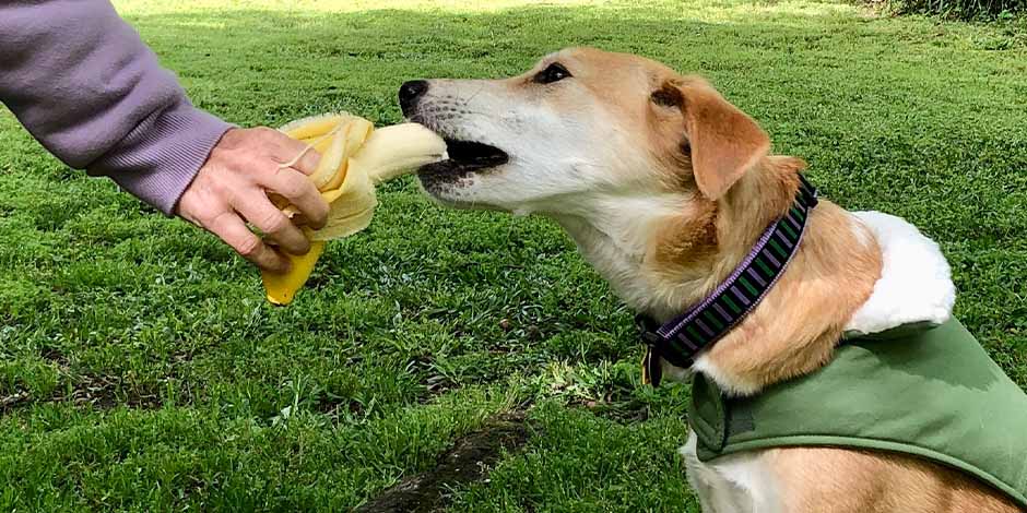 Perro alimentándose con un banano Perro con chaleco verde sentado, alimentándose con un banano que le da su amo, en un parque.