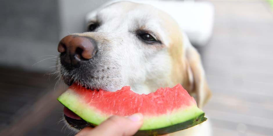 Perro blanco comiendo sandia Perro labrador blanco comiendo sandía de las manos de su amo.
