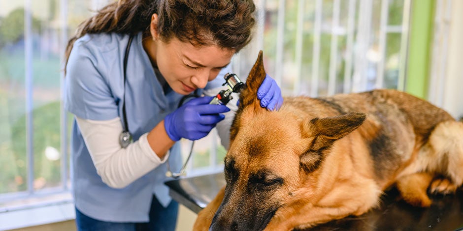 Garrapatas en perros, revisión veterinaria