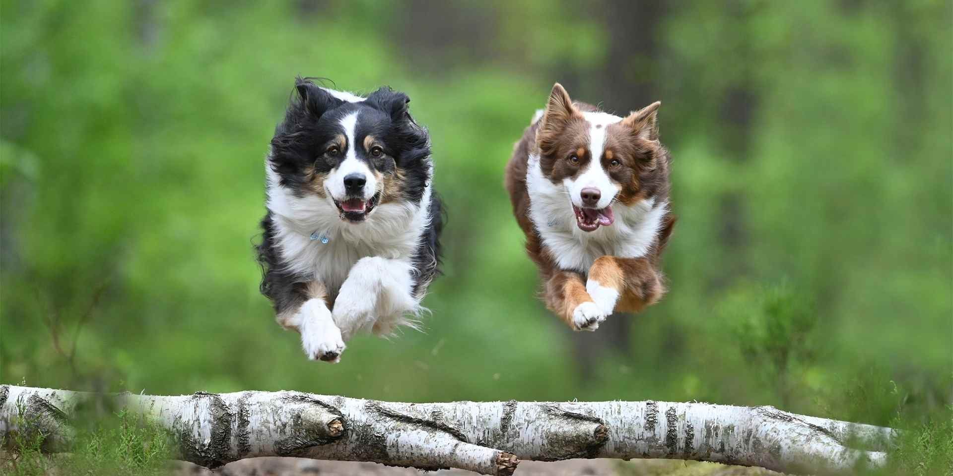 ¿Es necesaria una dieta para perros con sobrepeso?