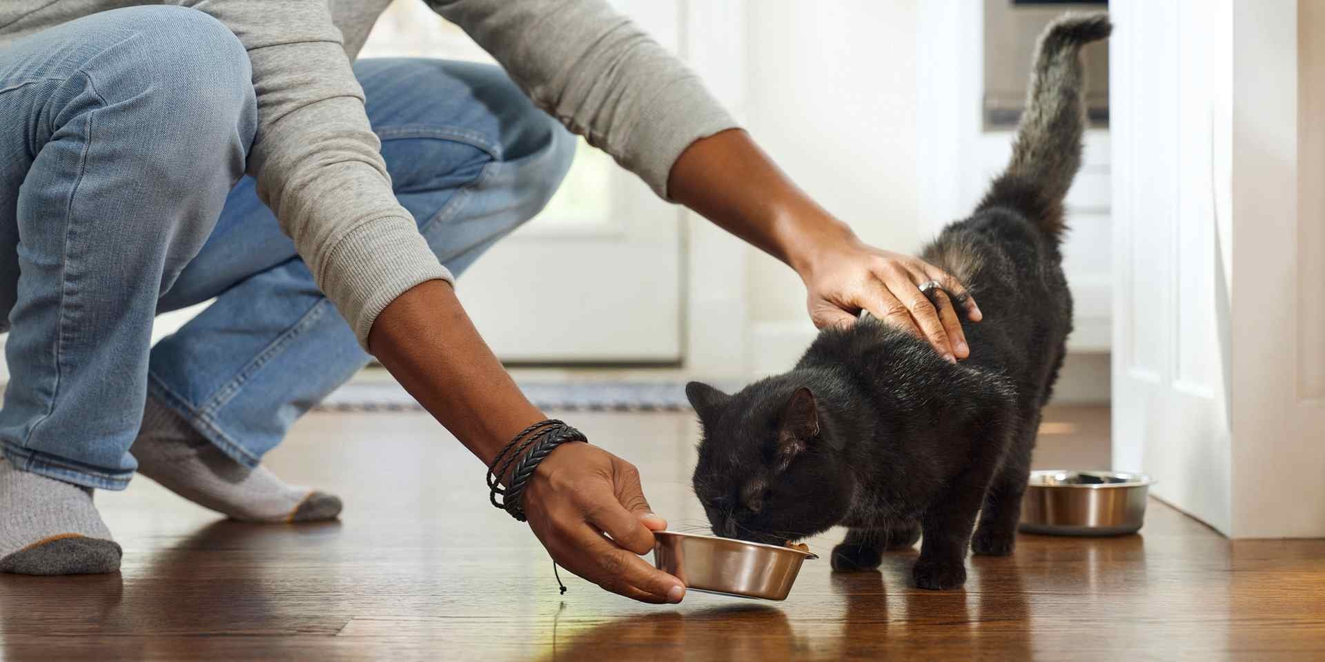 Cuidados de gatos negros