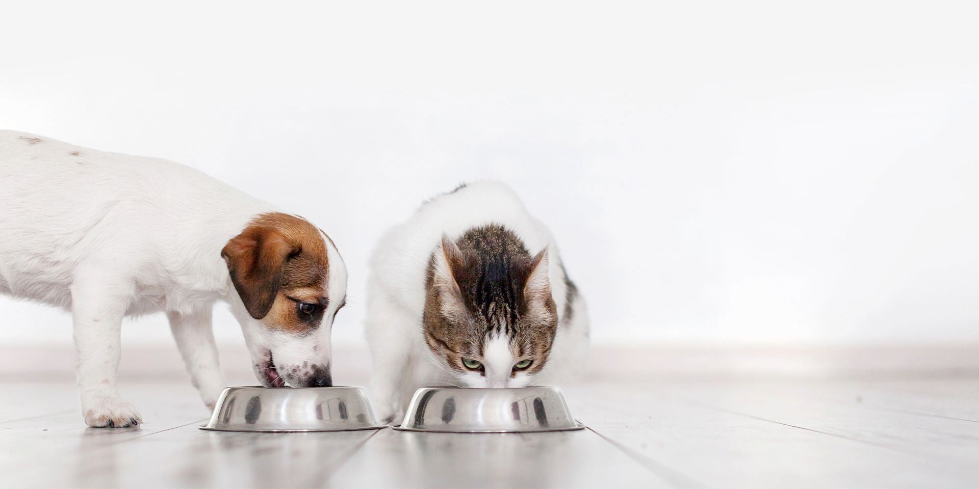 Cambio de alimento en perros y gatos. Perro y gato hogareños comiendo uno junto al otro.