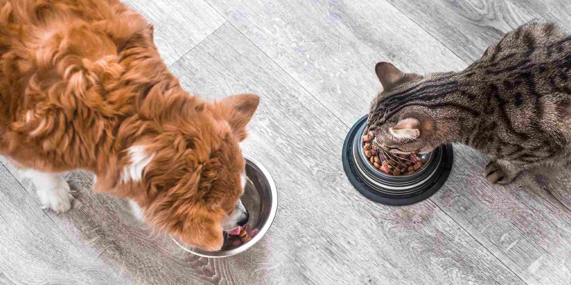 Cambio de alimento en perros y gatos: una transición exitosa