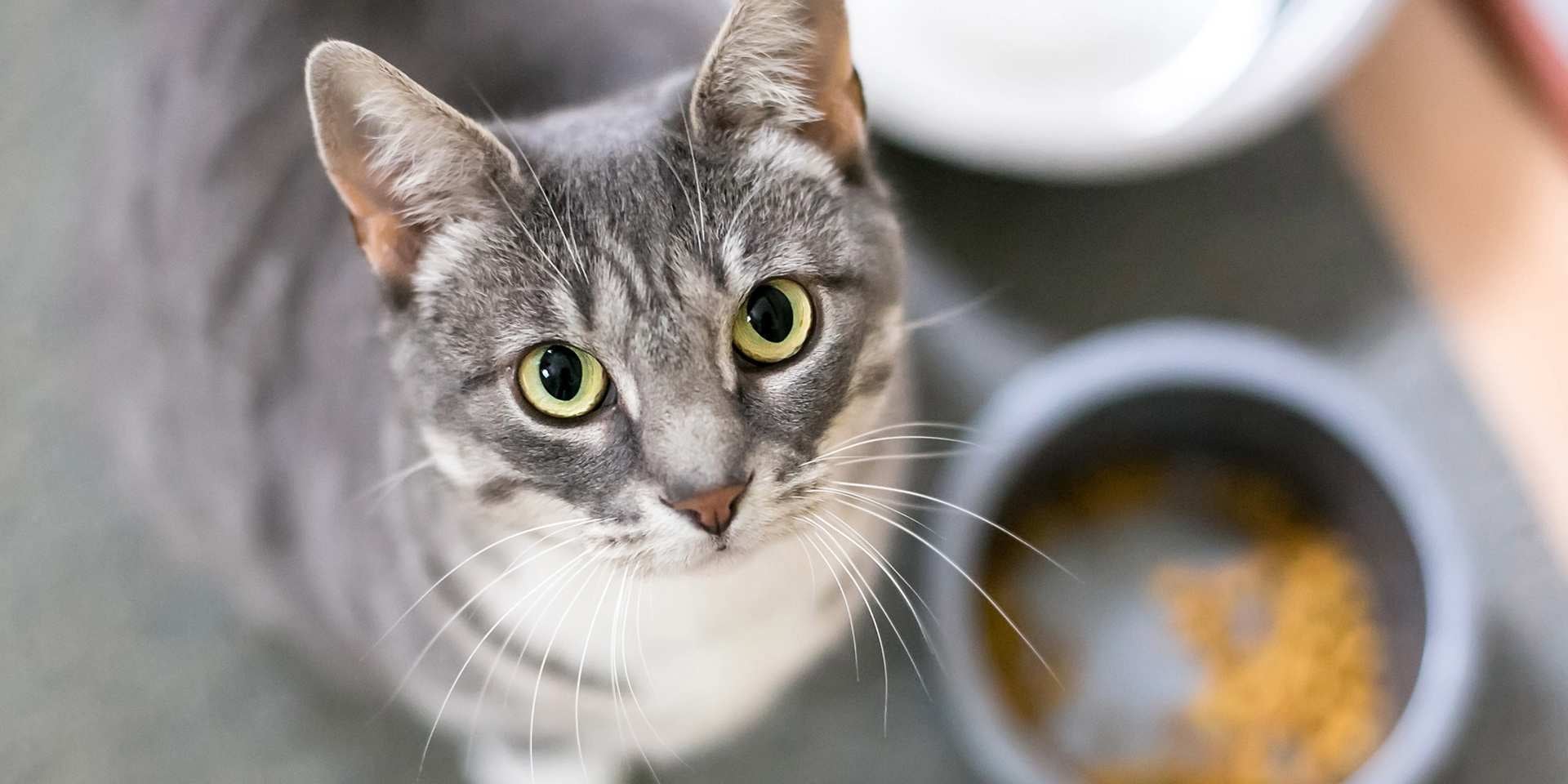 Conoce los beneficios de la comida húmeda para gatos. Michi junto a su plato.