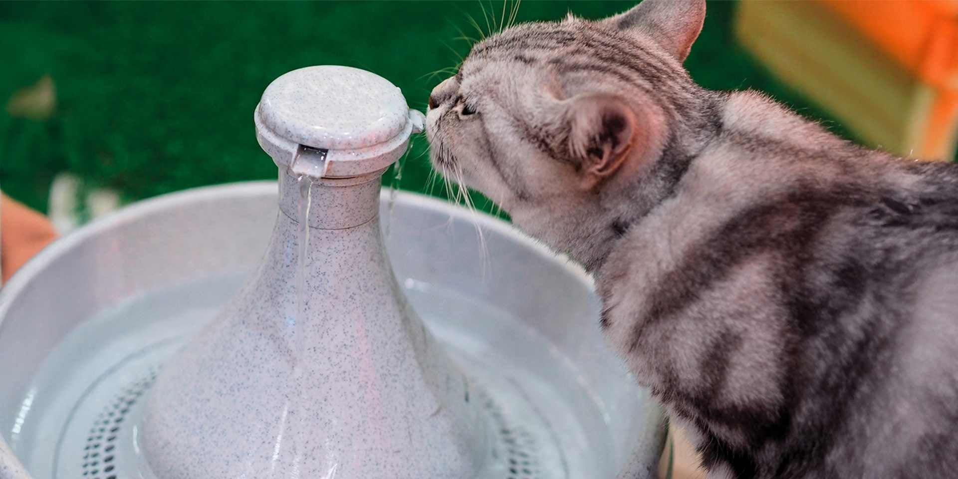 La comida húmeda para gatos apoya la hidratación, pero no la suple. Michi en su bebedero.