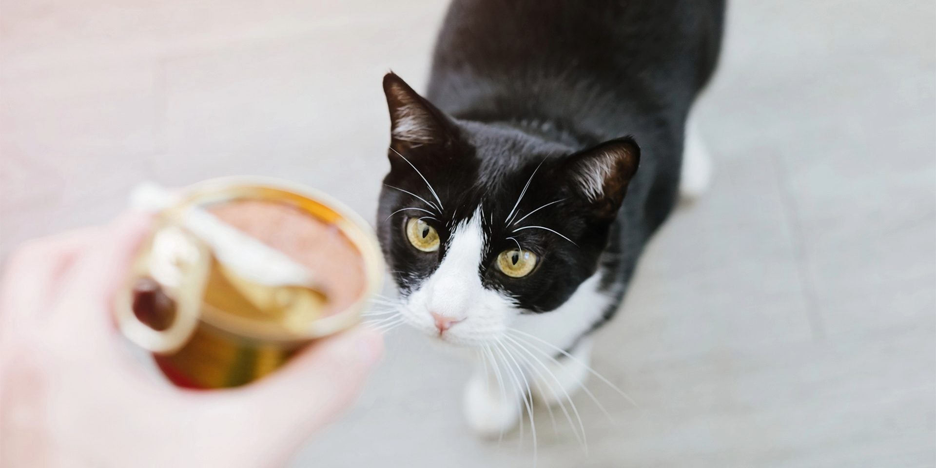 Conoce los beneficios de la comida húmeda para gatos