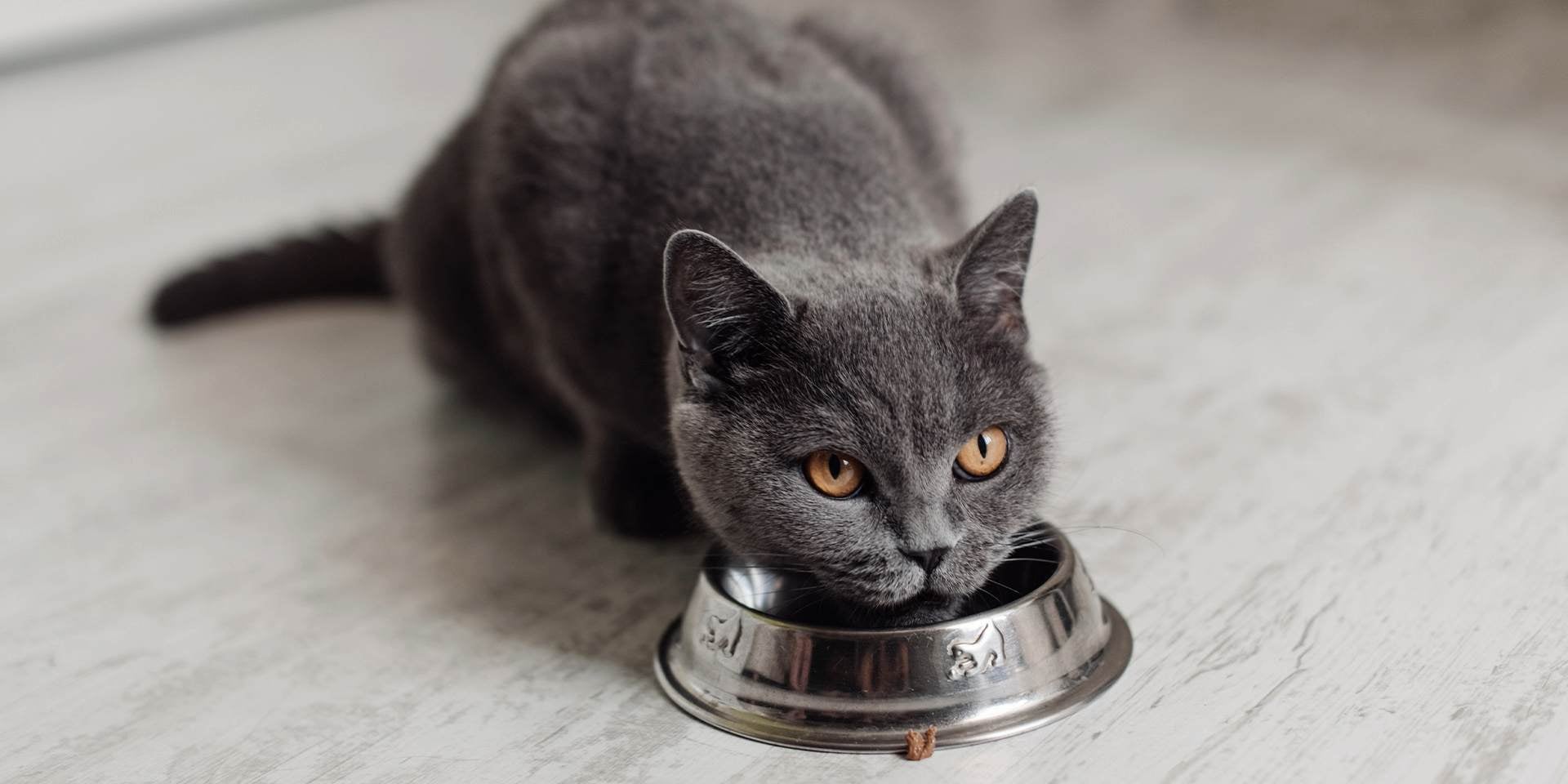 Alimento para gatos con problemas renales.