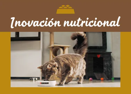 purina-img-nutrition.jpg.webp?itok=q6iZIeOM purina-img-nutrition.jpg.webp?itok=q6iZIeOM