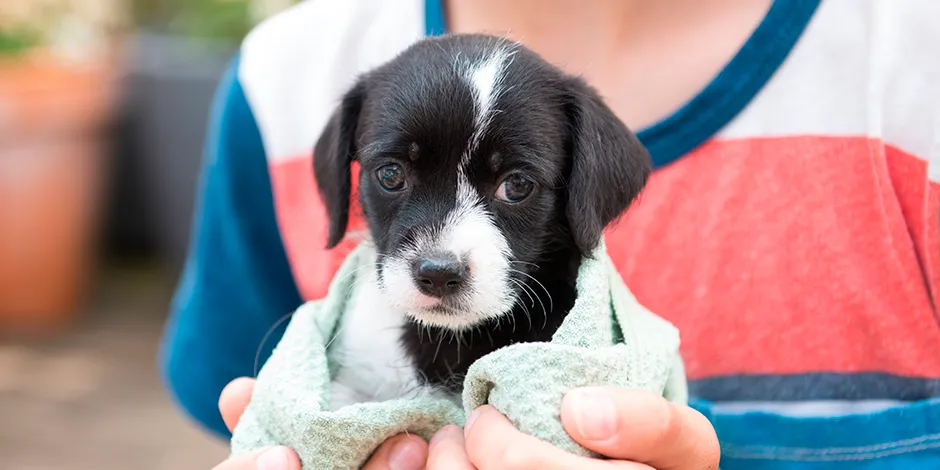 mascotas-en-adopcion-beneficios-y-requisitos-para-adoptar-un-perro-o-gato.png