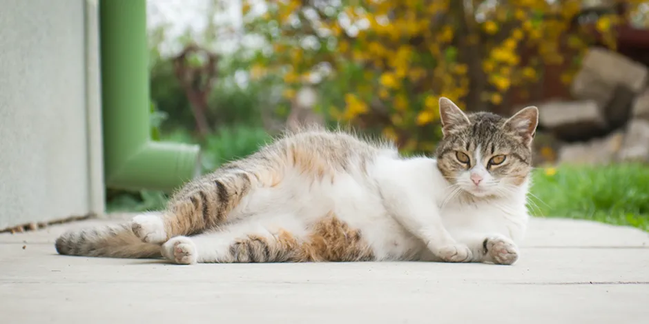 purina-gestación-de-un-gato-cuánto-dura-el-embarazo-de-una-gata.png