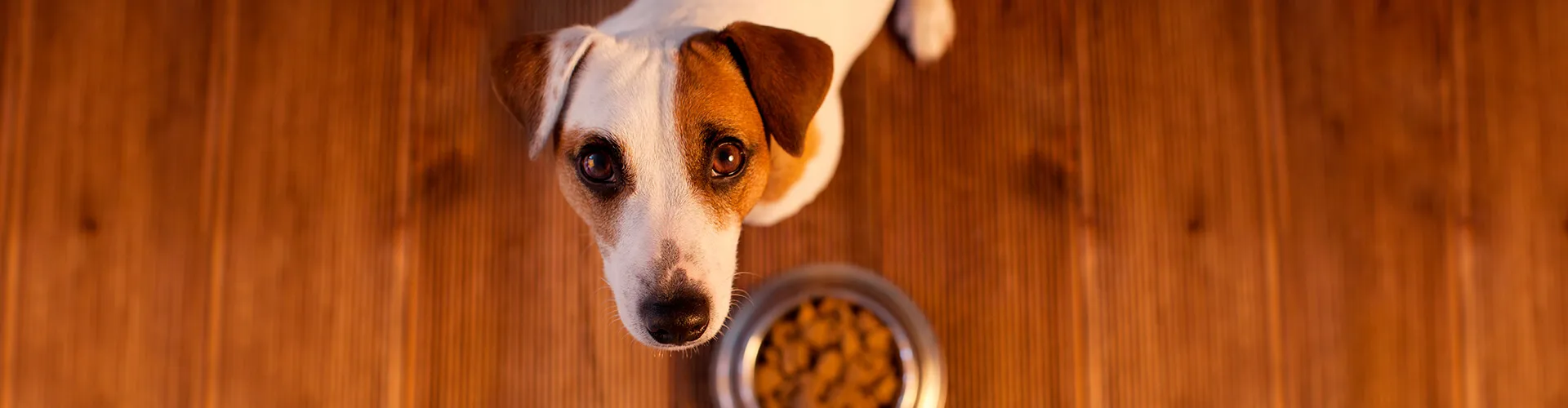 Purina® Pro Plan® ¿Debo darle a mi perro comida seca o húmeda.jpg