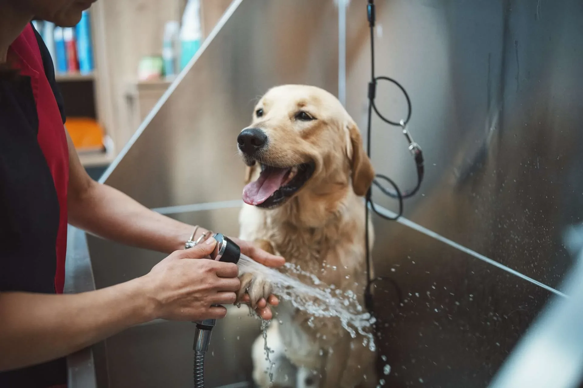 Una buena higiene es clave para evitar los ácaros en perros. El baño y cepillado de tu mascota deben estar en su rutina.
