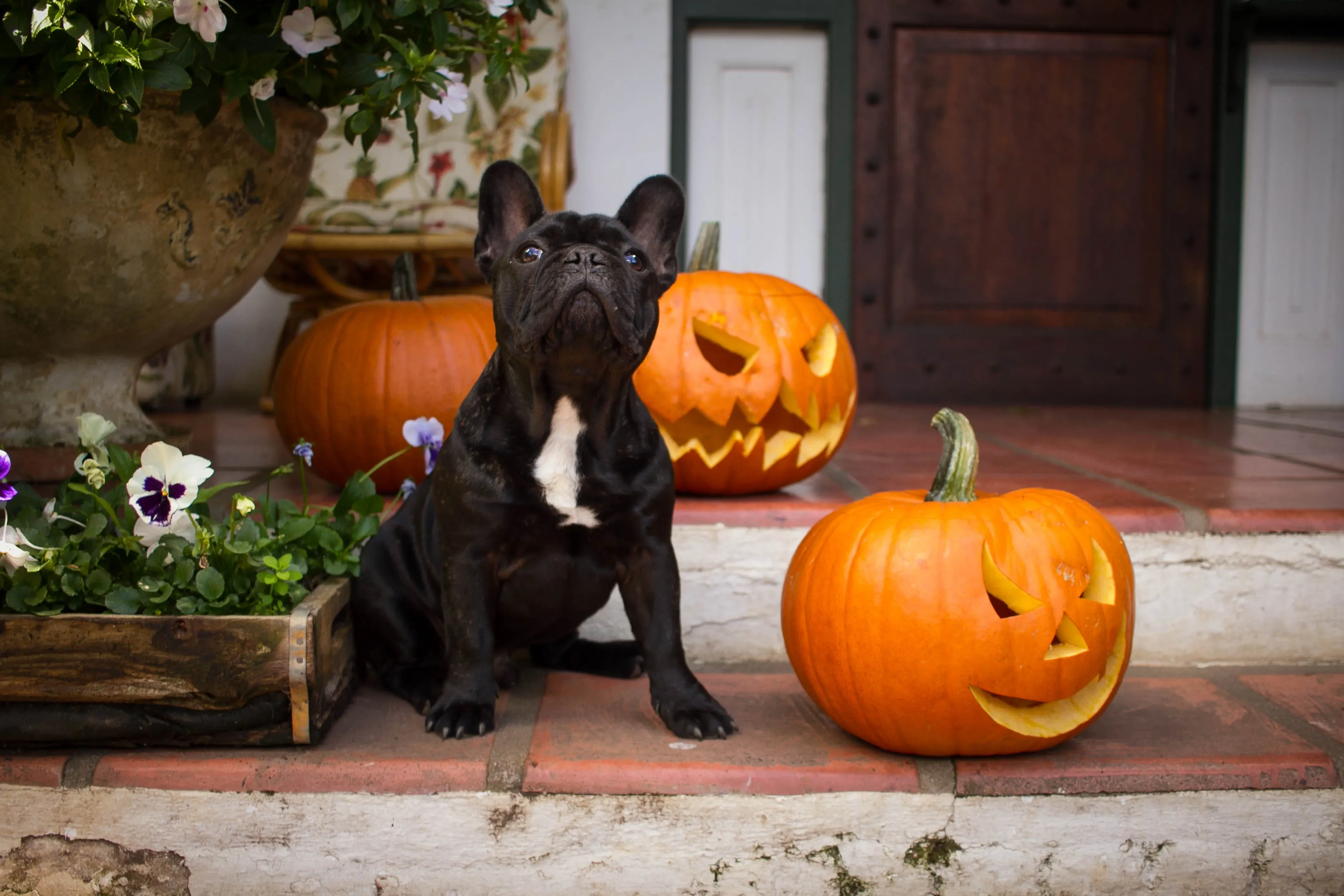 Disfraces para perro como este bulldog francés, color negro y de pecho blanco, sentado junto a unas calabazas de decoración para Halloween.
