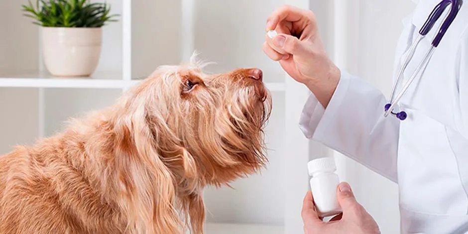 Veterinario dando a su paciente un método de desparasitación diferente a la pipeta para perros.